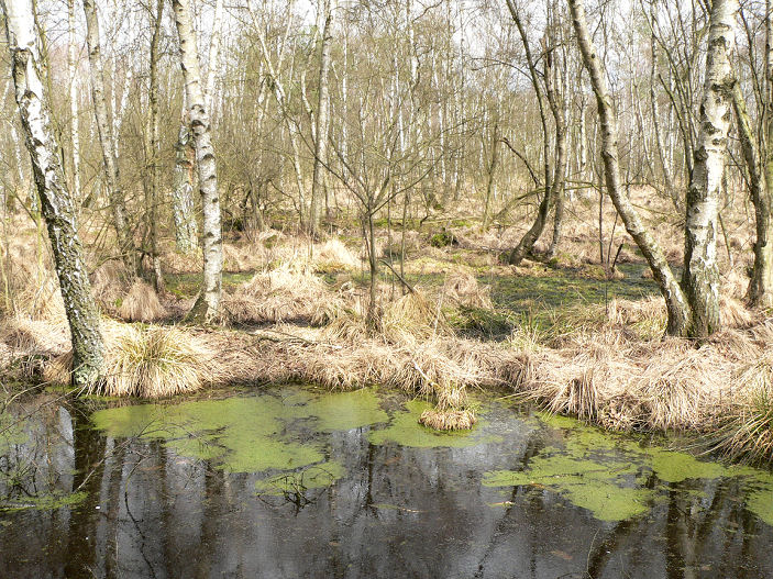 Datei:Rieseberg Moor.jpg