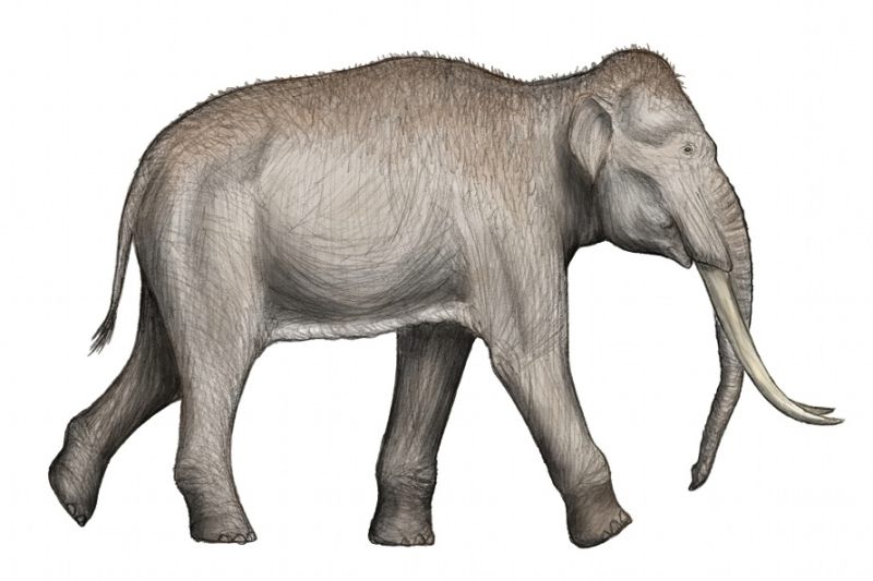 Datei:Elephas-antiquus.jpg