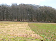 Blick hinauf zur Erhebung Rieseberg