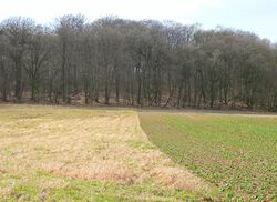 Rieseberg Berg.jpg