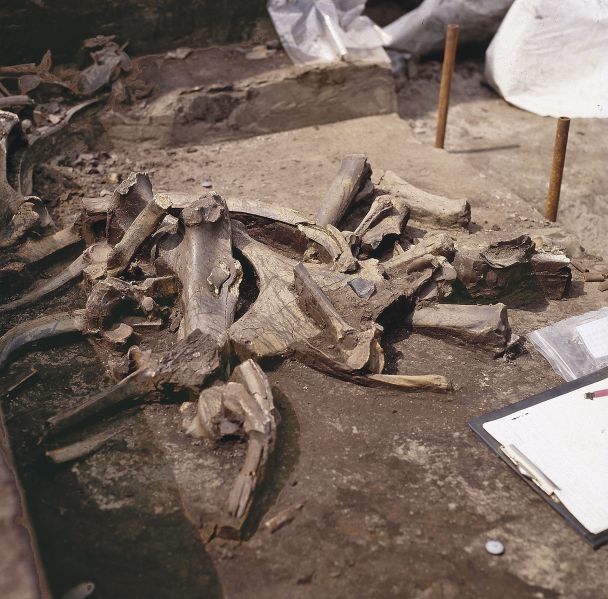 Datei:Schöningen 13 II-4 Skelettreste © NLD + K. Cornelius.jpg