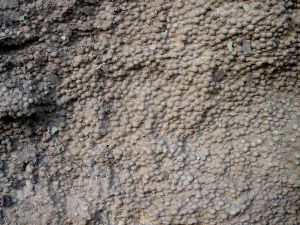 Rogenstein Heeseberg.jpg